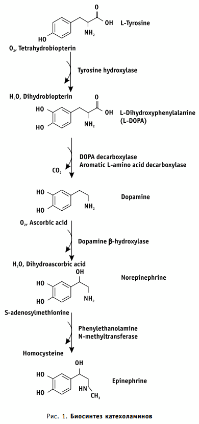 биосинтез катехоламинов