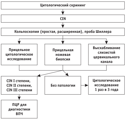 схема обследования женщин для выявления интраэпителиальной неоплазии шейки матки