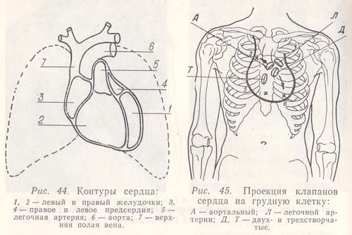 Проекция клапанов сердца на грудную клетку