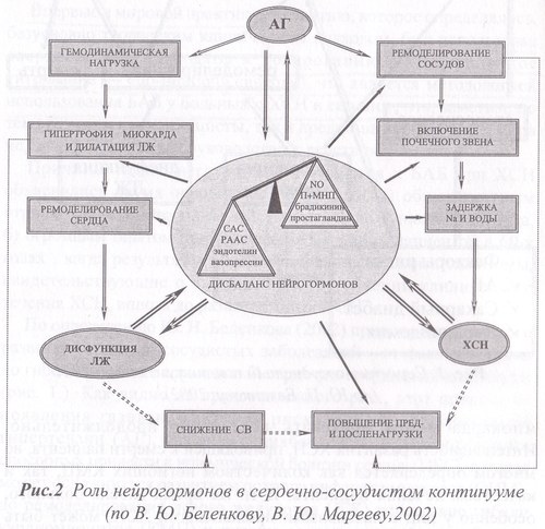 Роль нейрогормонов в сердечно-сосудистом континууме (по Ю. П. Беленкову, В. Ю. Марееву, 2002)