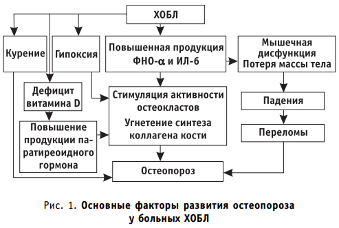 Основные факторы развития остеопороза у больных ХОБЛ