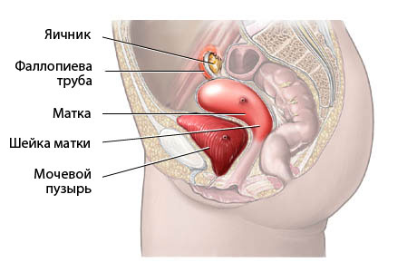 УЗИ органов малого таза (матки и придатков)